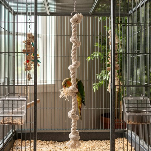 Parrot climbing cotton rope - climbing,